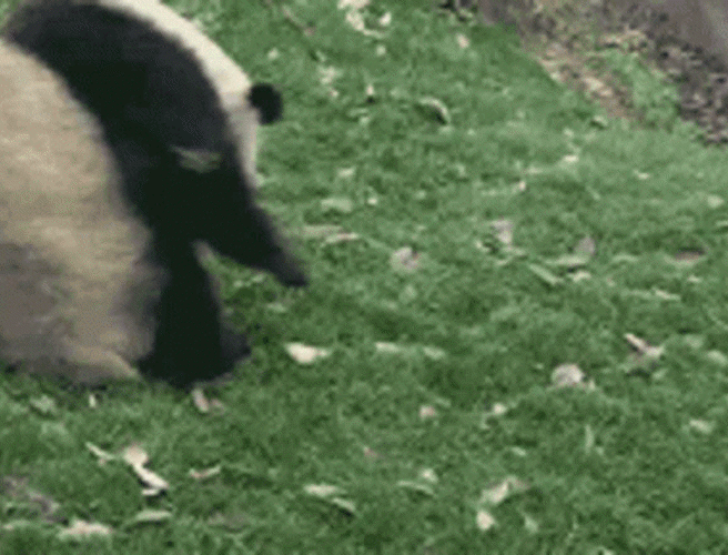 Rollin Panda Panda (1)